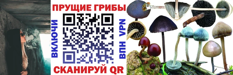 Купить где  Петушки  Галлюциногенные грибы Psilocybe 